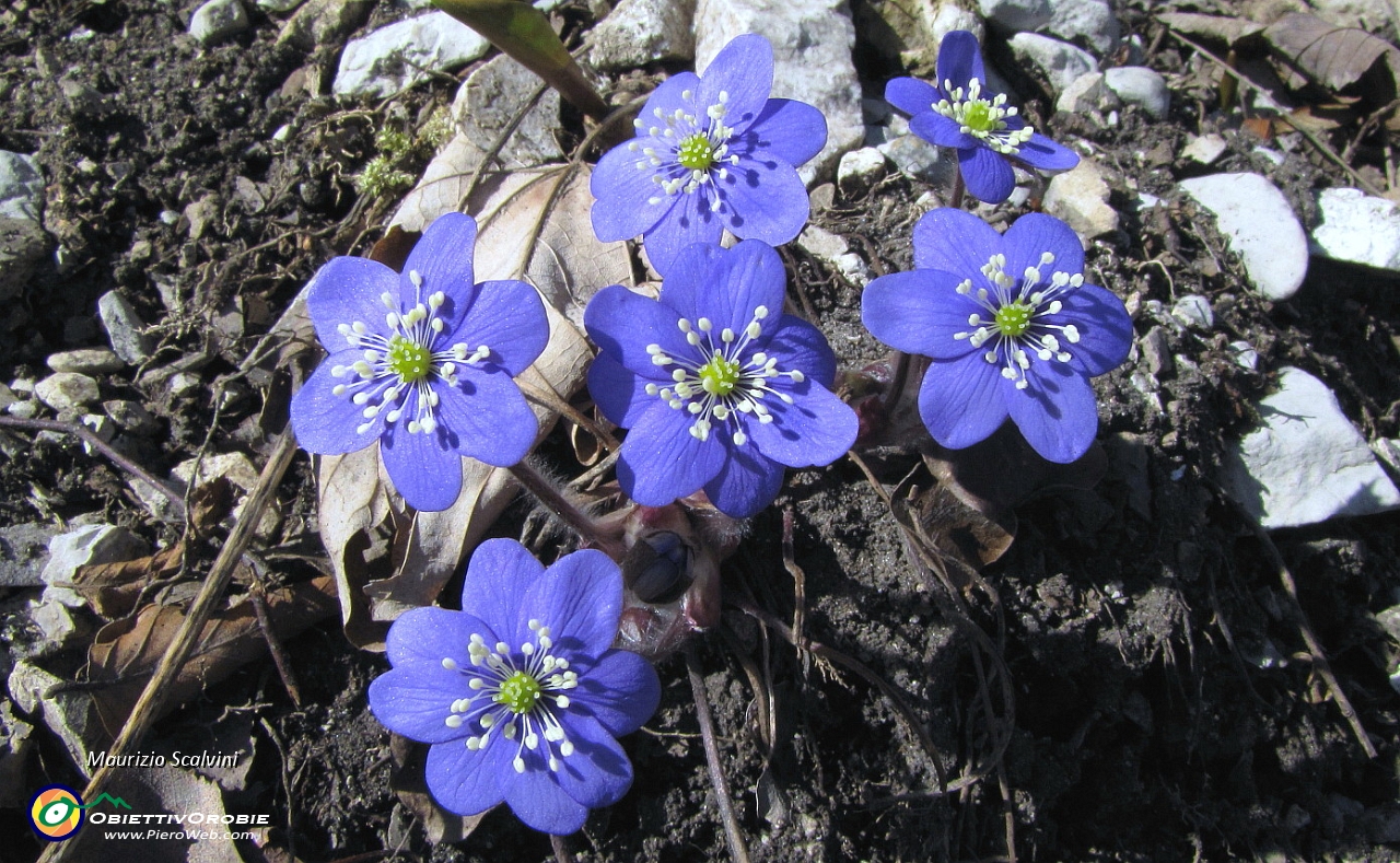 12 Hepatica nobilis....JPG